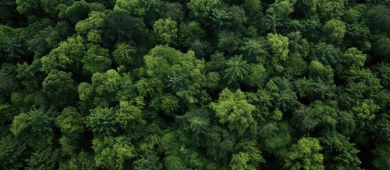 A bird's eye view of a summer forest with a diverse mix of green deciduous trees bathed in soft natural light, captured by a drone with a copy space image of colorful green textures in nature.