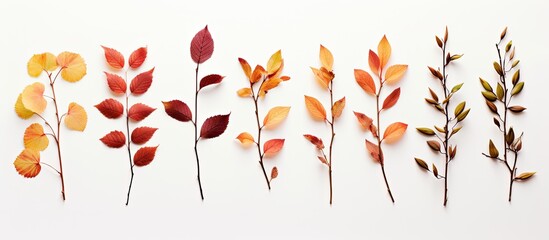 Sticker - Colorful autumn twig against a white background with copy space image.