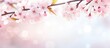 © Ilgun - Cherry blossom branches with soft focus against a light blue sky, capturing the beauty of spring with a panoramic copy space image.