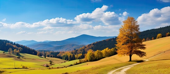 Poster - Capture a scenic autumn mountain view with a red beech forest in the front as a landscape photography with copy space image.