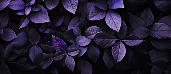 Wall Mural - close-up view of purple leaves creates an abstract leaf texture in the background with copy space im