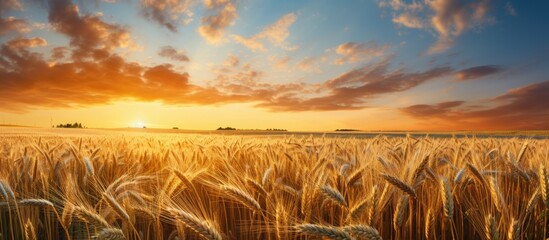 Canvas Print - Close-up of golden wheat ears in a beautiful rural setting under the sunlight and clear blue sky, ideal for a copy space image.