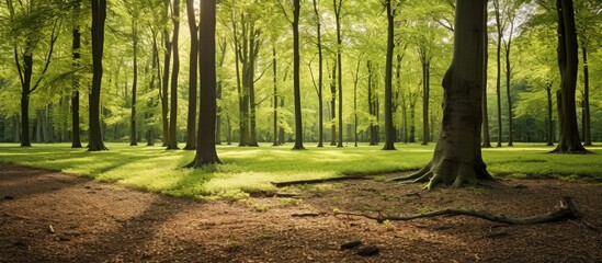 Canvas Print - Sunlit beech forest with a majestic ancient tree, perfect for a copy space image.