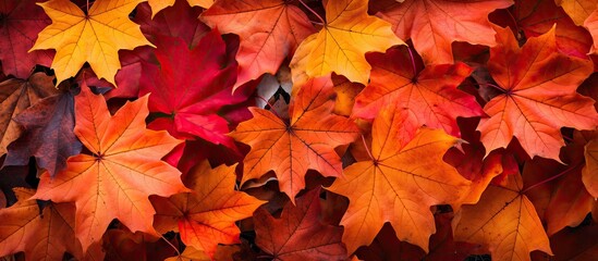 Wall Mural - Background of autumn maple leaves in a variety of colors with space for adding images. Copy space image. Place for adding text and design