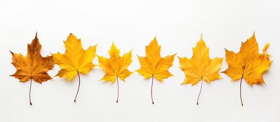 Wall Mural - Isolated on a white backdrop, an autumn maple branch with leaves casts a shadow, providing space for text or images. Copy space image. Place for adding text and design