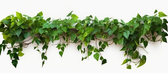 Wall Mural - wild three-leaved vine plant, cayratia, intertwining with a pepper plant in a lush jungle border iso
