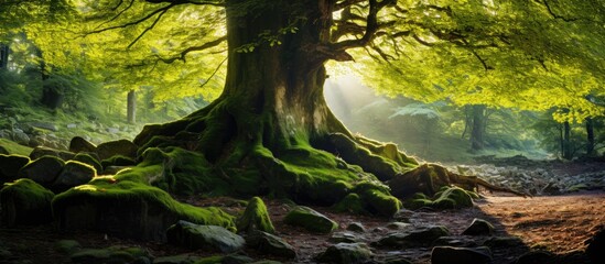 Canvas Print - Sunlight filtering through the canopy of a lush green forest, illuminating the twisting roots of the trees, offers a picturesque copy space image.