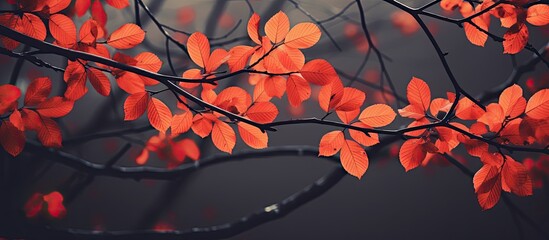 Poster - macro nature photography displaying autumn leaves with vibrant orange hues against both light and da