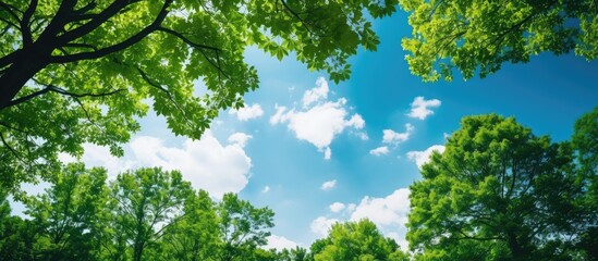 Poster - A stunning view upwards towards the tree canopy with the sky and sunstars visible in the background, ideal for a copy space image.