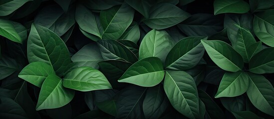 Poster - nature background featuring an abstract green leaves texture with a tropical theme and copy space im