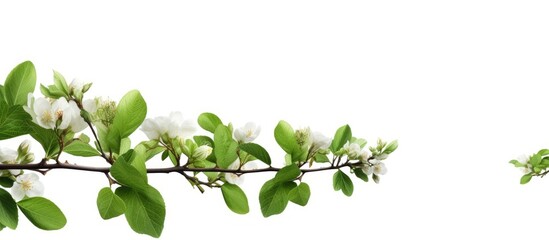 Isolated green tree branch with copy space image.