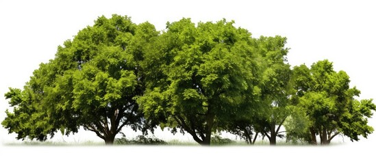 A line of trees and bushes in summer, on a white backdrop with space for text or graphics (copy space image).