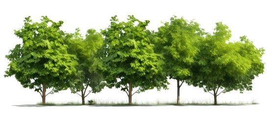 Wall Mural - rows of trees and bushes in a summer forest setting with a white background creating a serene natura