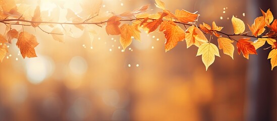 Wall Mural - Colorful leaves in an autumn setting with a blurred park background at sunset, providing a beautiful composition suitable for copy space image.