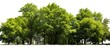 © Ilgun - Isolated row of lush green trees and shrubs in a summer setting against a white background, creating a forestscape with high-quality clipping mask and rich green foliage, ideal for a copy space image.
