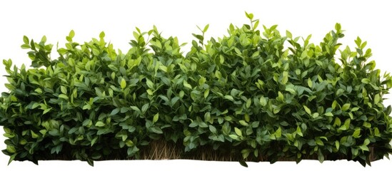 Poster - Isolated tropical flower shrub bush beside a fence with a tree in the background, ready for use as a copy space image.