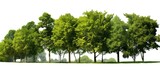 Tree line in isolation with a checkered background, featuring a row of green trees and shrubs in summer with high-quality clipping mask and forestscape, suitable for copy space image.