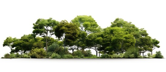 A row of trees and shrubs isolated on a white background, showing a forest scene with luscious green foliage in summer, ideal for a high-quality clipping mask copy space image.