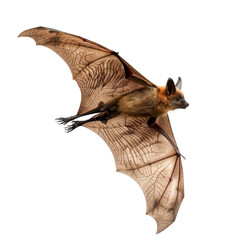 Wall Mural - Bat side view full body isolate on transparency background PNG