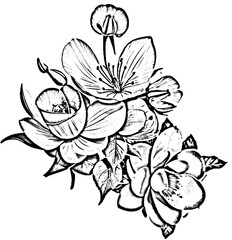 hand drawn flowers