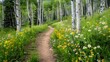 © usman - Aspen glade hiking trail in Beaver Creek ski resort, Colorado near Avon in summer at white river national forest footpath path by wildflowers