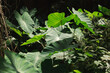 © Austockphoto - Colocasia Elephant Ear plants growing wild in dappled sunlight