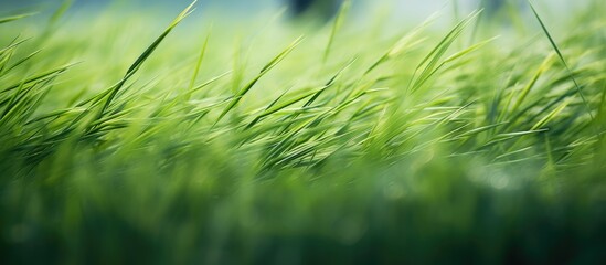 Blurred abstract background of Rice ears in a green field blurred by the natural wind a farmer s farming profession. Creative banner. Copyspace image