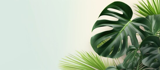 Wall Mural - close up of monstera leaves simple background. Creative banner. Copyspace image