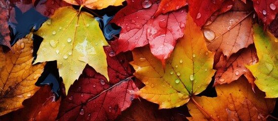 Wall Mural - wet autumn leaves after the rain background. Creative banner. Copyspace image
