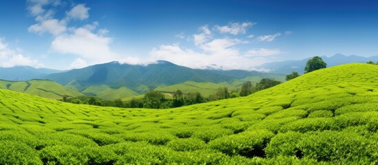 Wall Mural - View of tea plantation with blue sky background. Creative banner. Copyspace image