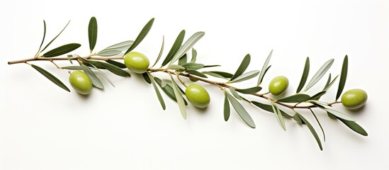 Aufkleber - Olive branch with green olives on a white background isolated. Creative banner. Copyspace image