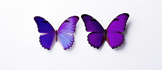 Wall Mural - two purple butterflies isolated on white background. Creative banner. Copyspace image