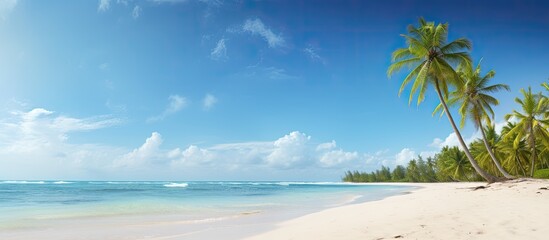 Poster - Coconut trees on sandy beach with blue sky. Creative banner. Copyspace image