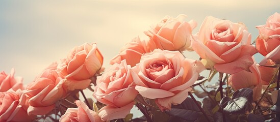 Aufkleber - Beautiful bouquet of rose flowers vintage filter. Creative banner. Copyspace image