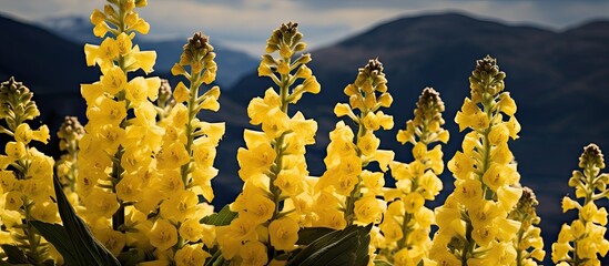 verbascum mullein spongy flowe in mountain. Creative banner. Copyspace image