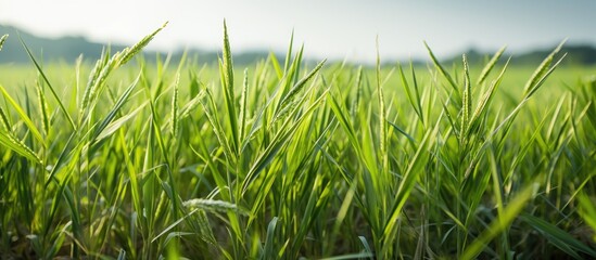 Sticker - weeds are growing in the rice field. Creative banner. Copyspace image