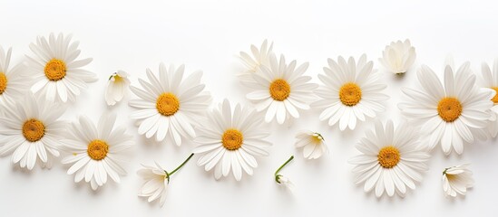 Fototapete - White daisies on a white background Spring holiday composition Background for greeting cards invitations. Creative banner. Copyspace image