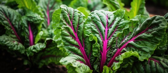 Poster - Baby Chinese Kale in the garden healthy food organic vegetables tropical. Creative banner. Copyspace image