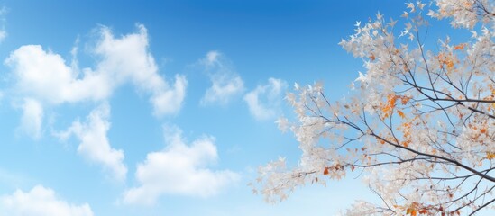 Aufkleber - beautiful blue sky with cirrus white clouds against the background of branches of autumn trees. Creative banner. Copyspace image