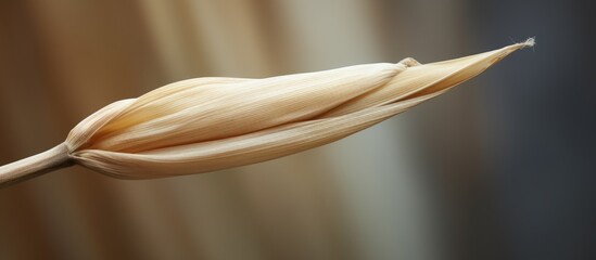 Wall Mural - ear of dried cane close up. Creative banner. Copyspace image