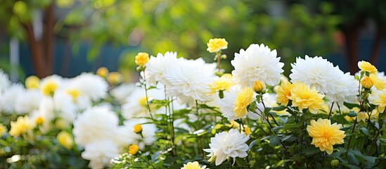 Canvas Print - beauty white and yellow flowers at the garden beauty flowers with green leaves background. Creative banner. Copyspace image