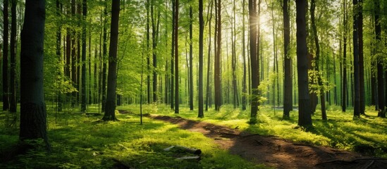 Aufkleber - tall straight trees in a sunny forest in the summer. Creative banner. Copyspace image