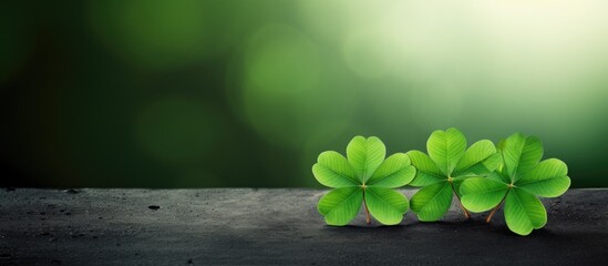 Sticker - Real four leaf clovers isolated. Creative banner. Copyspace image