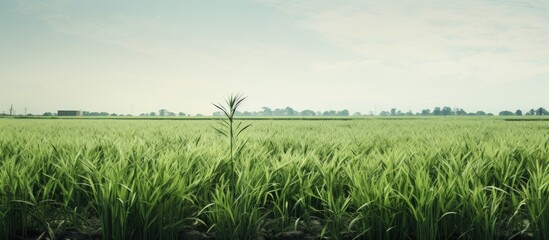 Poster - Unwanted plants in rice farm. Creative banner. Copyspace image