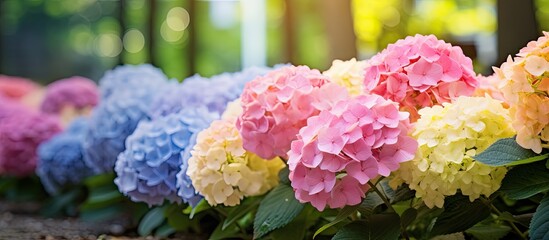 Aufkleber - Pink yellow and violet hydrangea flowers in a garden summer. Creative banner. Copyspace image