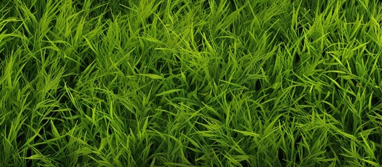 Aufkleber - Green grass seamless texture Seamless in only horizontal dimension. Creative banner. Copyspace image
