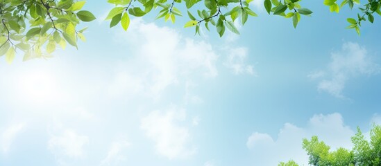 Wall Mural - Leaves behind a tree of sky background. Creative banner. Copyspace image
