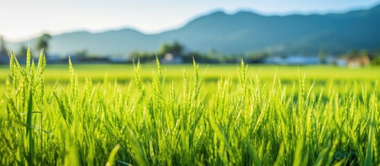 Poster - Rice sprouts in the paddy field Chiang Mai Province. Creative banner. Copyspace image