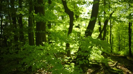 Wall Mural - The wind playing with green branches in a beech forest. A nature scene with beautiful mood and shallow focus
