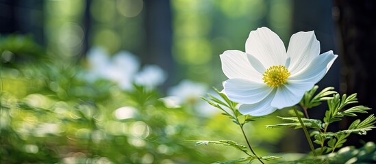 Poster - Beautiful white flower in nature Close up. Creative banner. Copyspace image